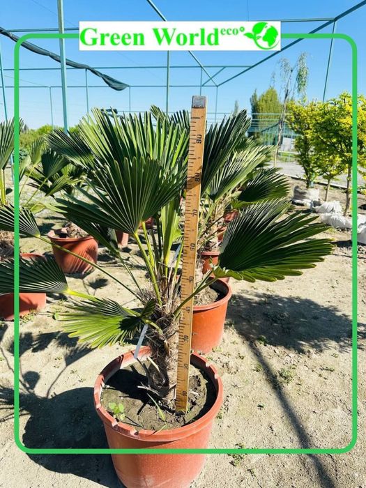 Trachycarpus Wagnerianus