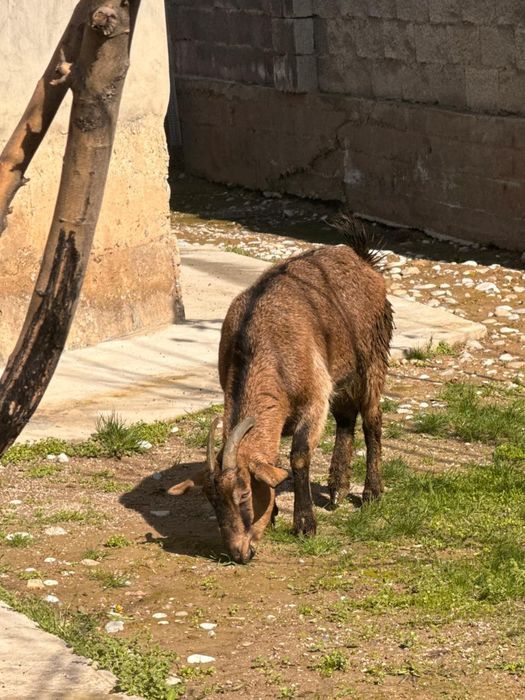 Нубиский ешкілер