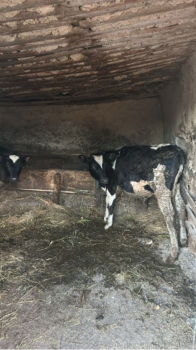 Vitei de crescut sau taiat