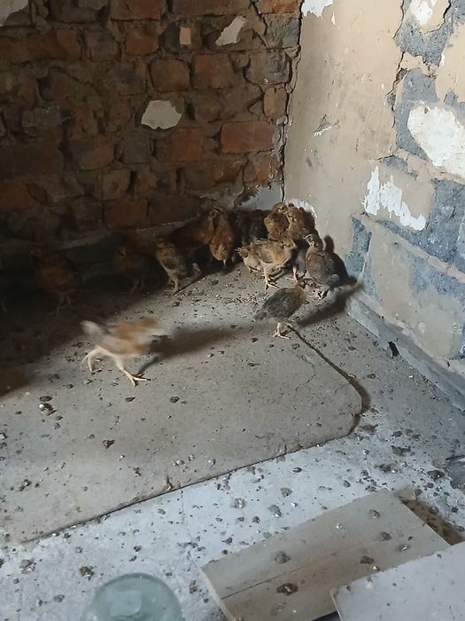 Продам цыплятта кучинский