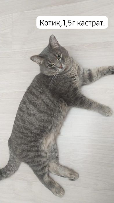 Котята бесплатно