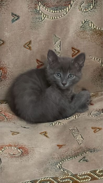 Отдается котенок в добрые руки