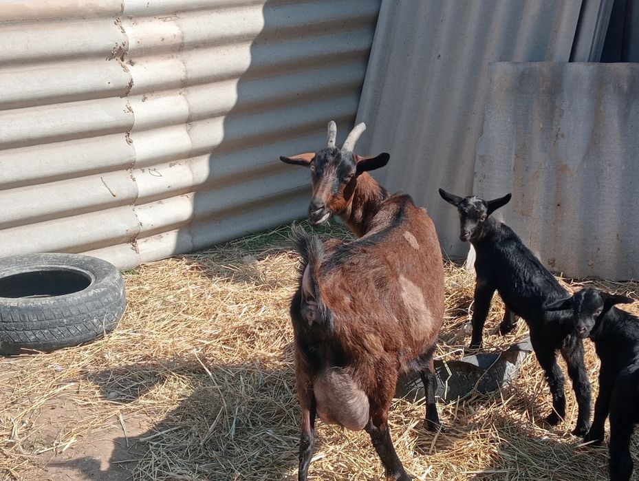 Голландский Занен