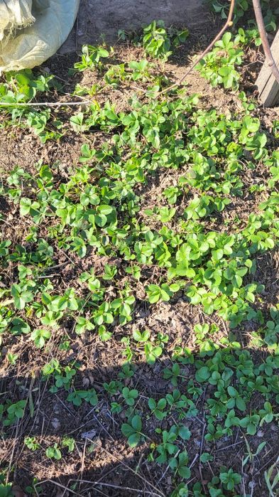 Саженец вишни,клубники