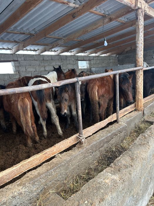 Жабы Жылкы тай ат