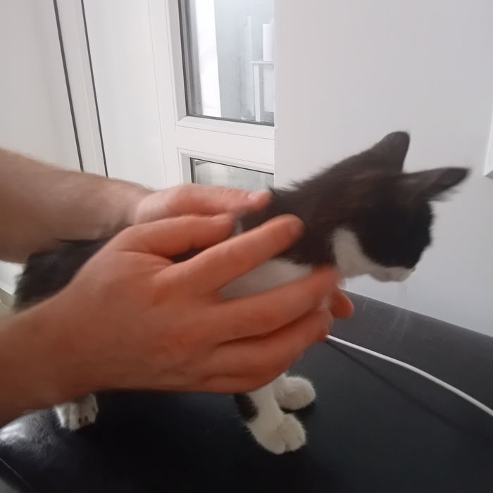 Donez pisica negru cu alb