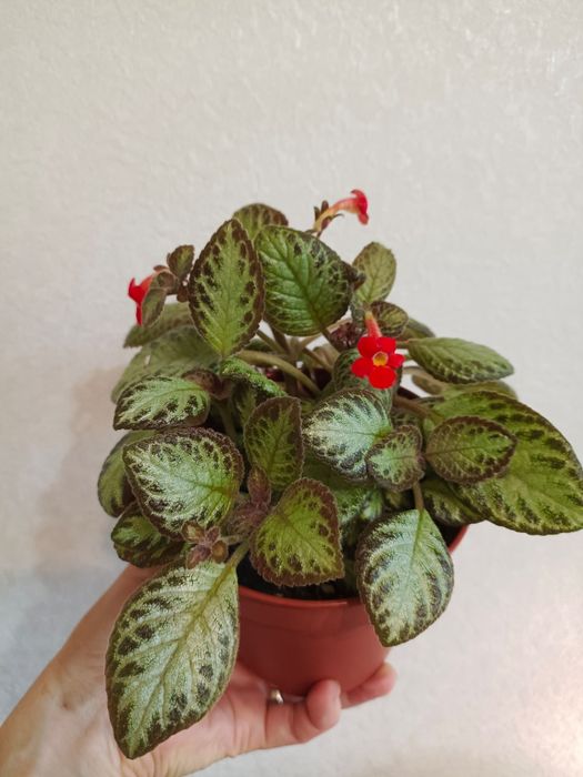 Комнатные растения