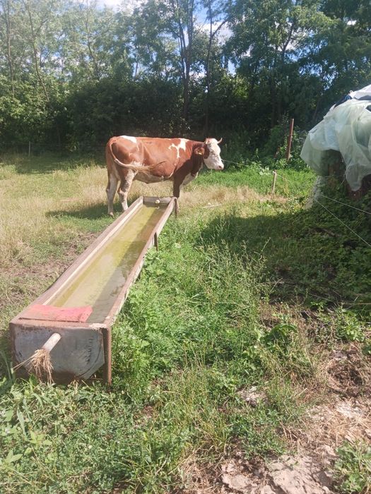 Vacă de vanzare.