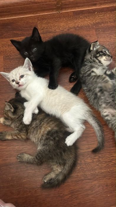 Котенки.        .