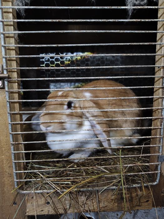 Продаются кролики