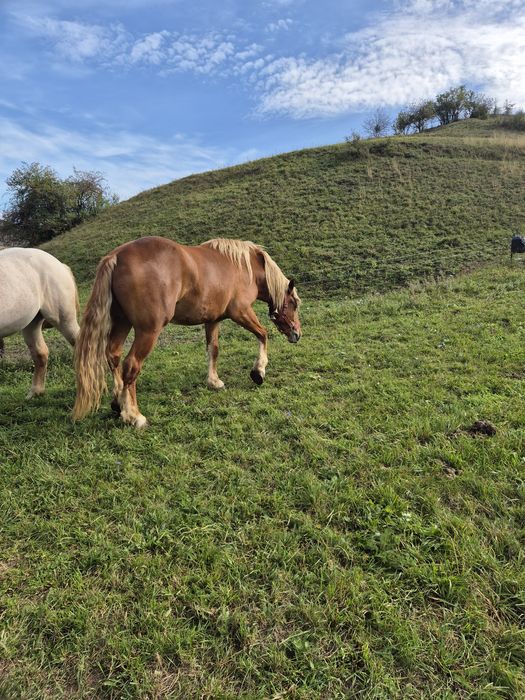 Vând cal de 2 ani jumate