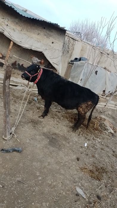 Ангус бука сотилади