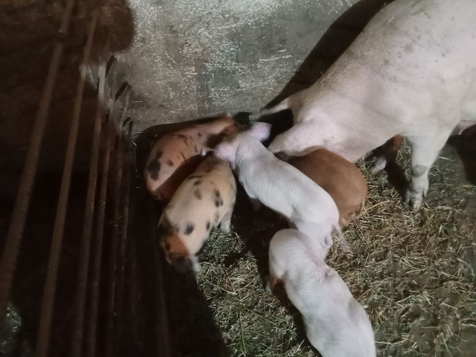 Поросята месячные