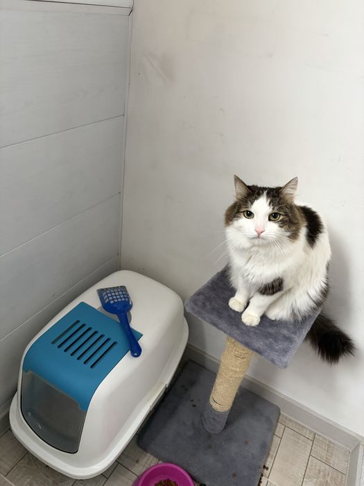 Кот, отдам кот , есть свои рюкзак и туалет