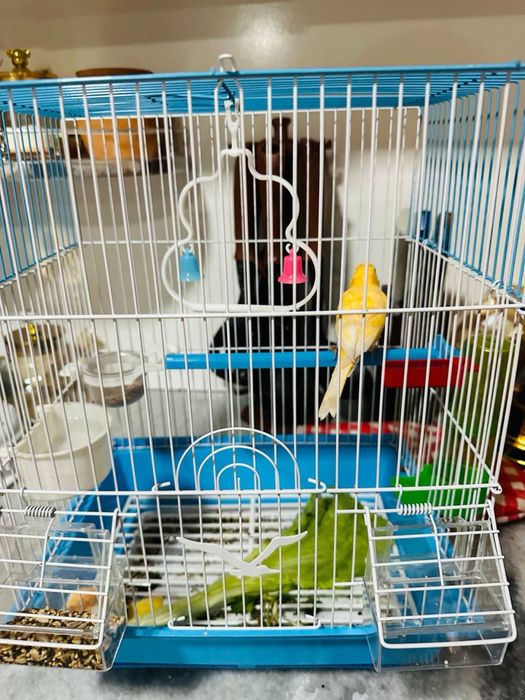 Nar kanareka juda zur sayraydi