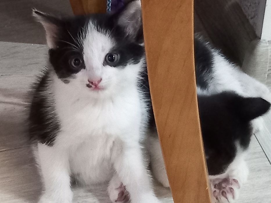 Котята мальчики в добрые руки