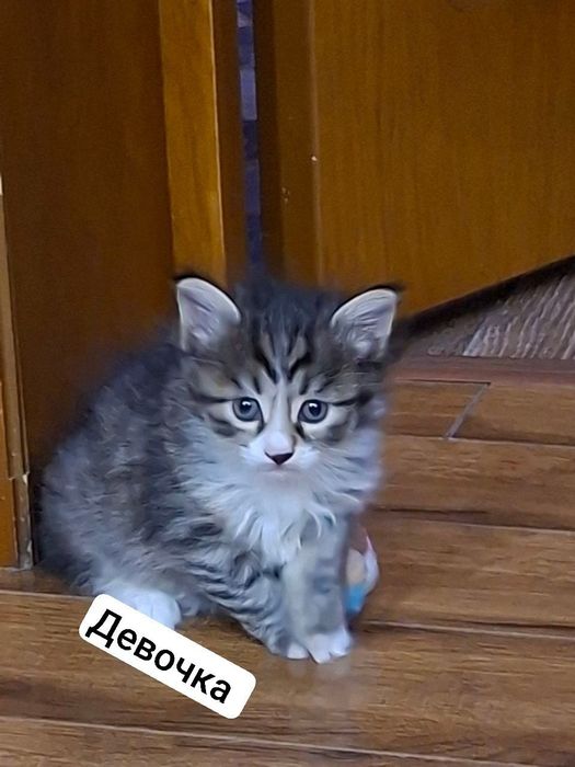 Котята в добрые руки