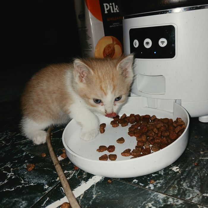 Отдадим котят в добрые руки.
