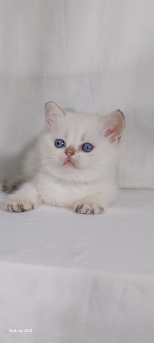 Продаётся  котята  разные маленьки и девочки уже  кушают  самостоятель