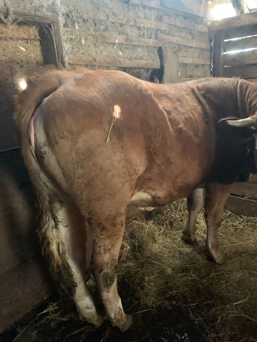 Vând junica gestantă