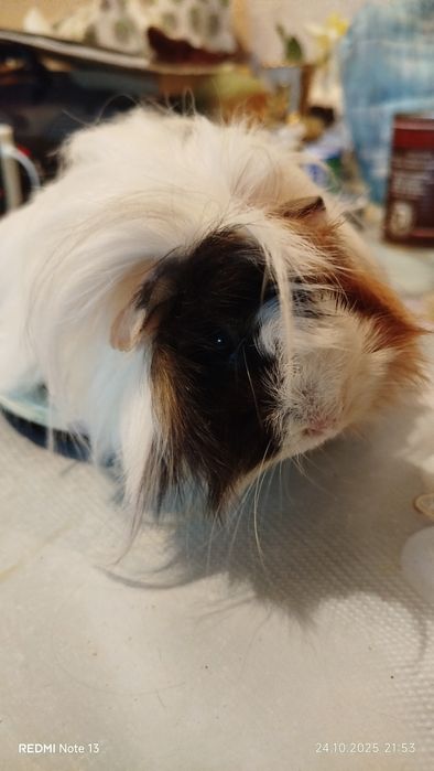 Морские свинки домашние