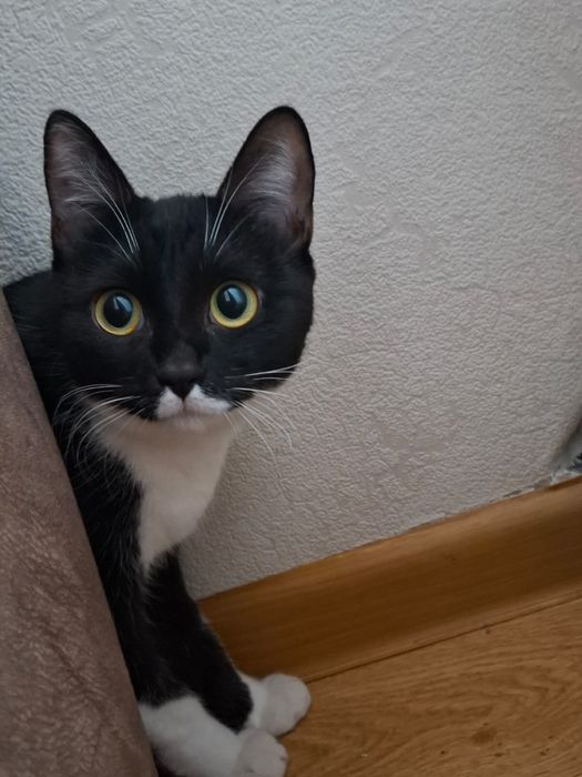 Отдам кошку в хорошие руки