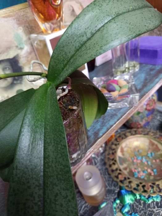 Орхидея фаленопсис