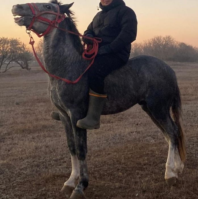 Донен айгыр сатылады