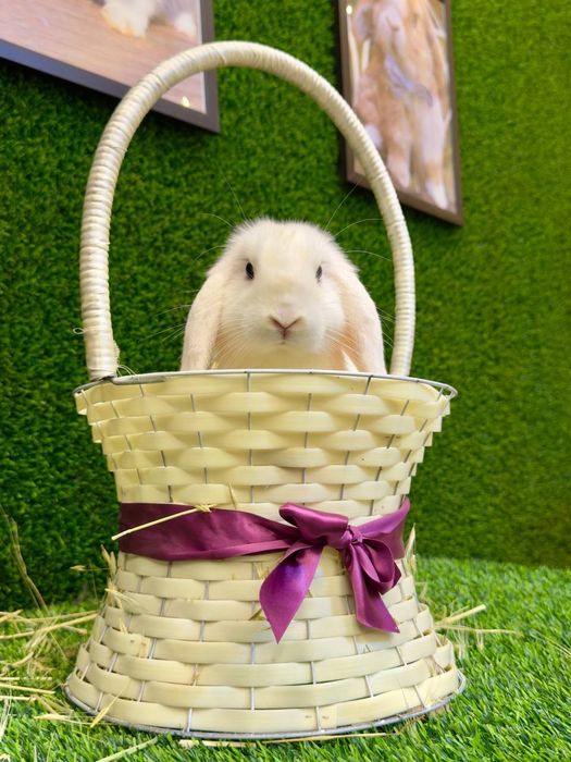 Dekorativ quyon bolalari sotiladi,Karlik baran mini quyonlar