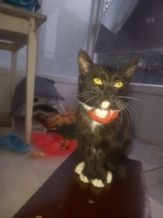 Отдам бесплатно котенка с домиком