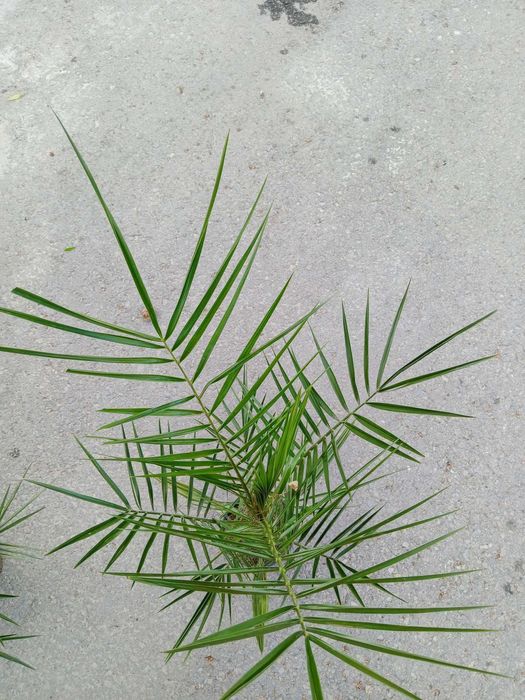 Палма - финикова 
Студоустойчивост до -10