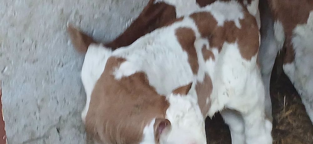 Vitei taurasi si vitele baltata si belgian angus