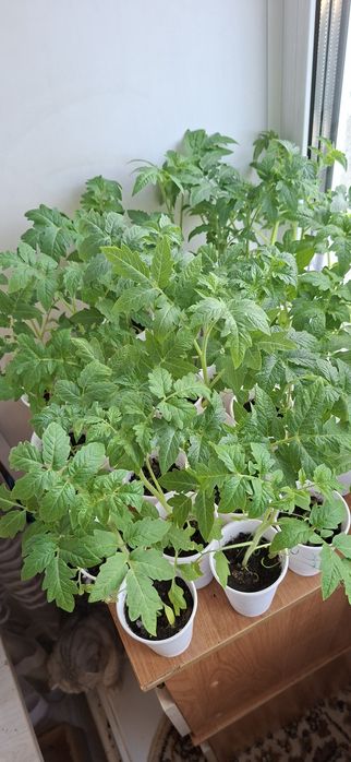 Рассада помидоры 200