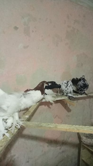 Голуби статные, продам