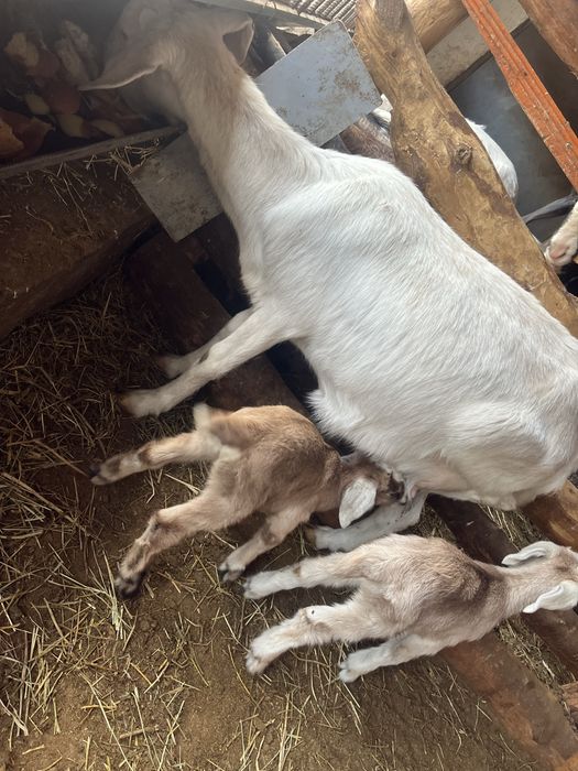 Пародный ешкылер лағымен