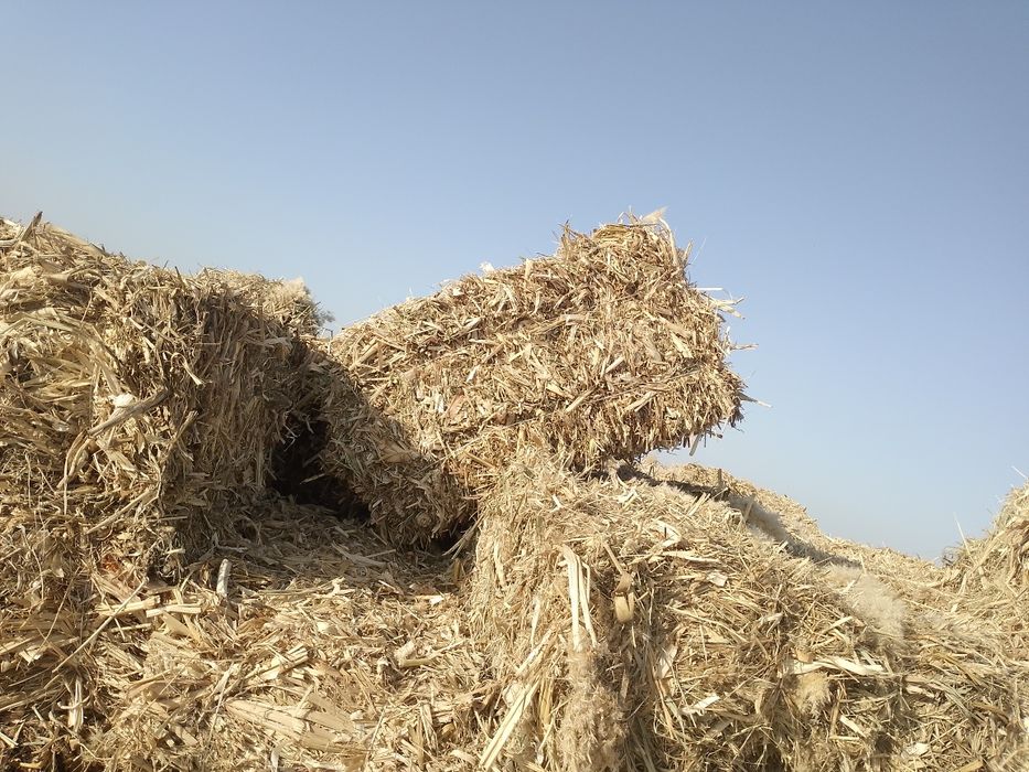 Makkajoʻxori presi sotiladi 1 metrli 1000 ta bor  Buxoro t Lelin yoʻli