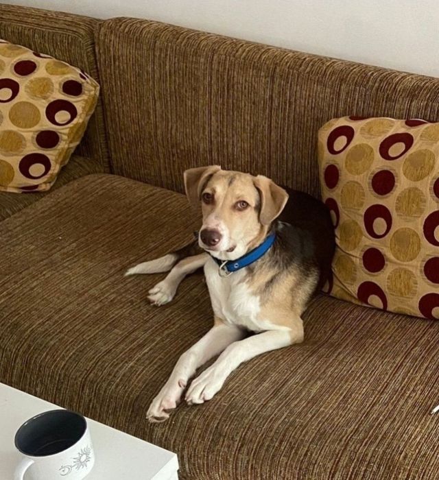 Отдам щенка  метис