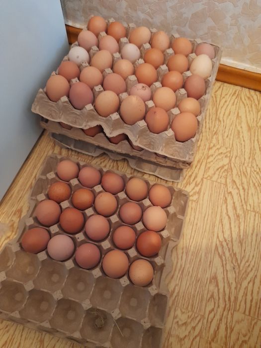 Продам домашние яйца!