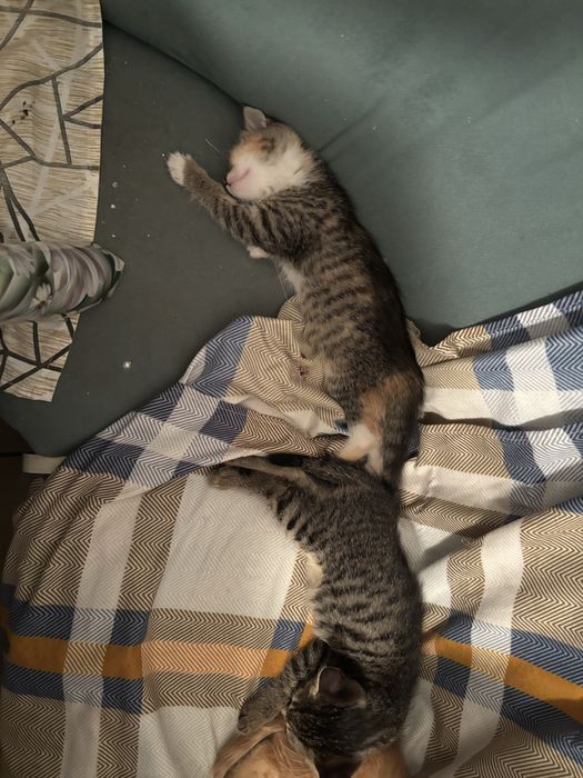 Отдам кошек даром