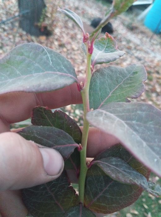 Куст голубики в горшке