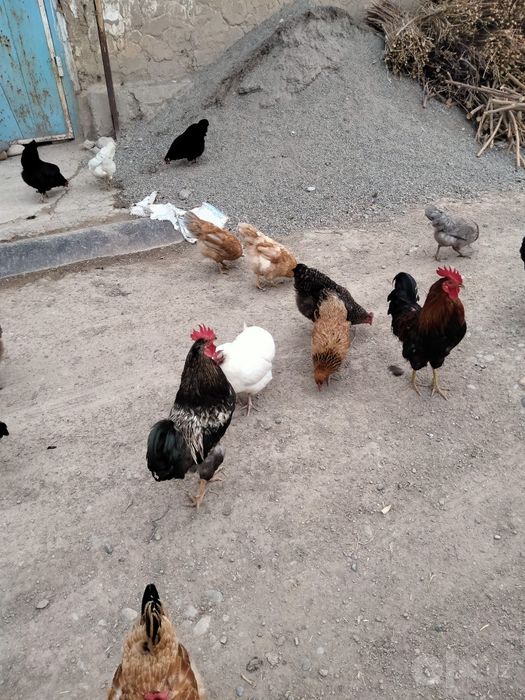 Satiladigan jaydari damashni tauiqlar bor