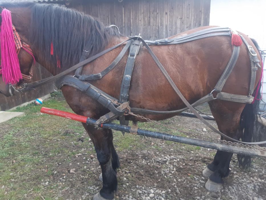 Vând iapă semi-grea