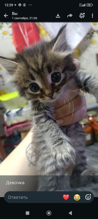 Отдам котят в добрые руки