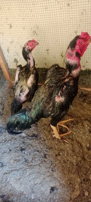 Bobo horoz sotiladi tovug'yam qoshib beriladi