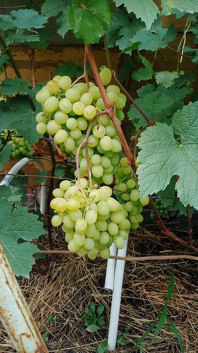 Саженцы винограда