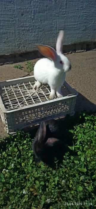 Продам   Крольчат