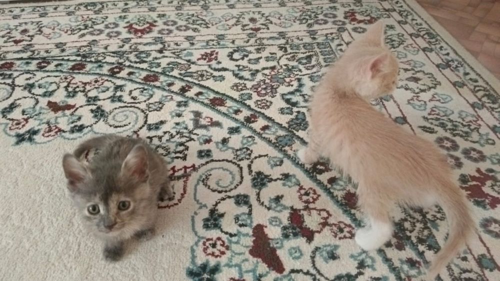 котята даром в добрые руки