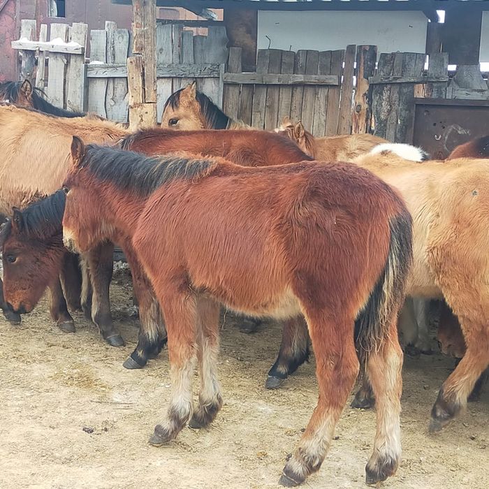 Жеребята 300тыс доставка