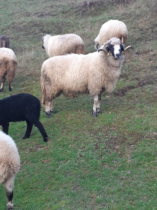 oi și berbec de vanzare