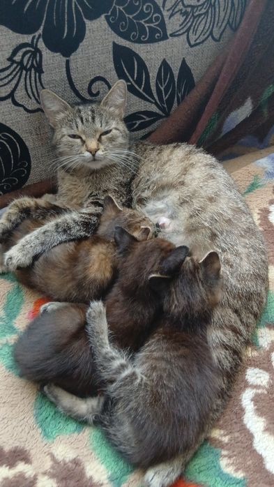 Дарю котят красивых